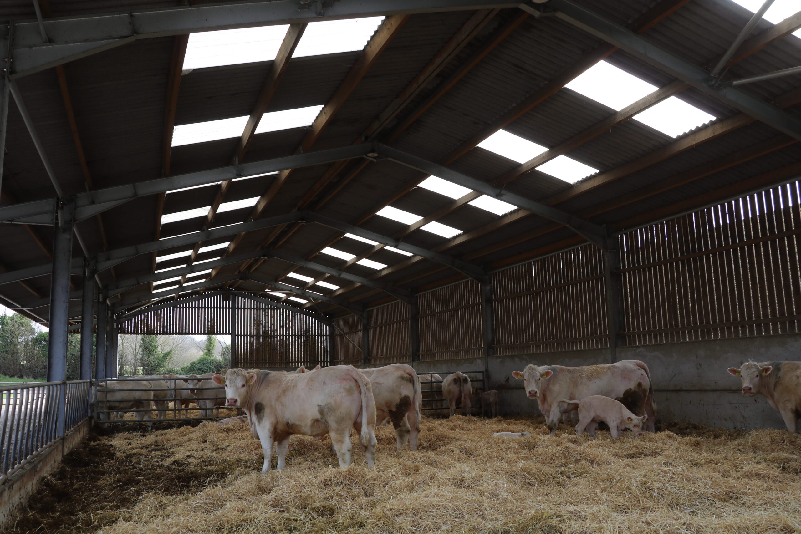 Image of cows in their cattle shed